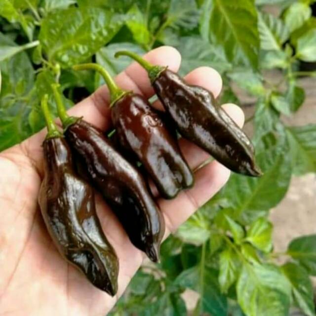 Benih/biji/seed cabai unik cabai macchu picchu