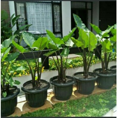 SENTE HITAM DEWASA/ ALOCASIA PLUMBEA  LOVE SHOP MILLENIAL