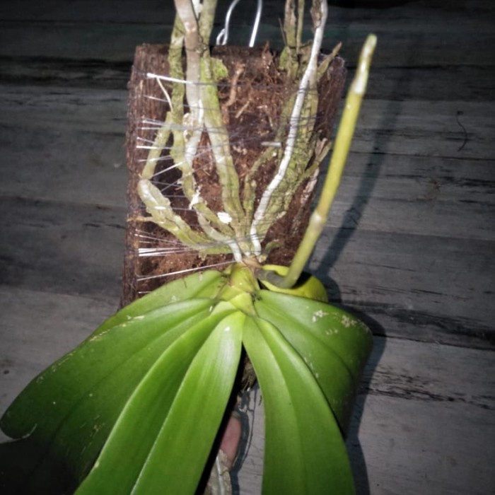 Anggrek bulan siap berbunga + media tanam lempengan pakis