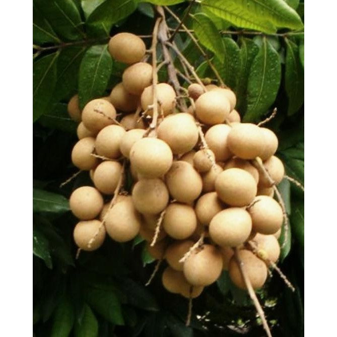 PAKET HEMAT.. 4 BIBIT POHON LENGKENG AROMA DURIAN &&**&&