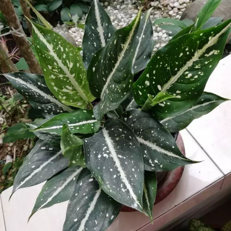 tanaman hias aglonema srikit - aglonema srikit