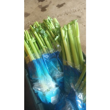 

Celery Stick 1Kg Fresh Import China