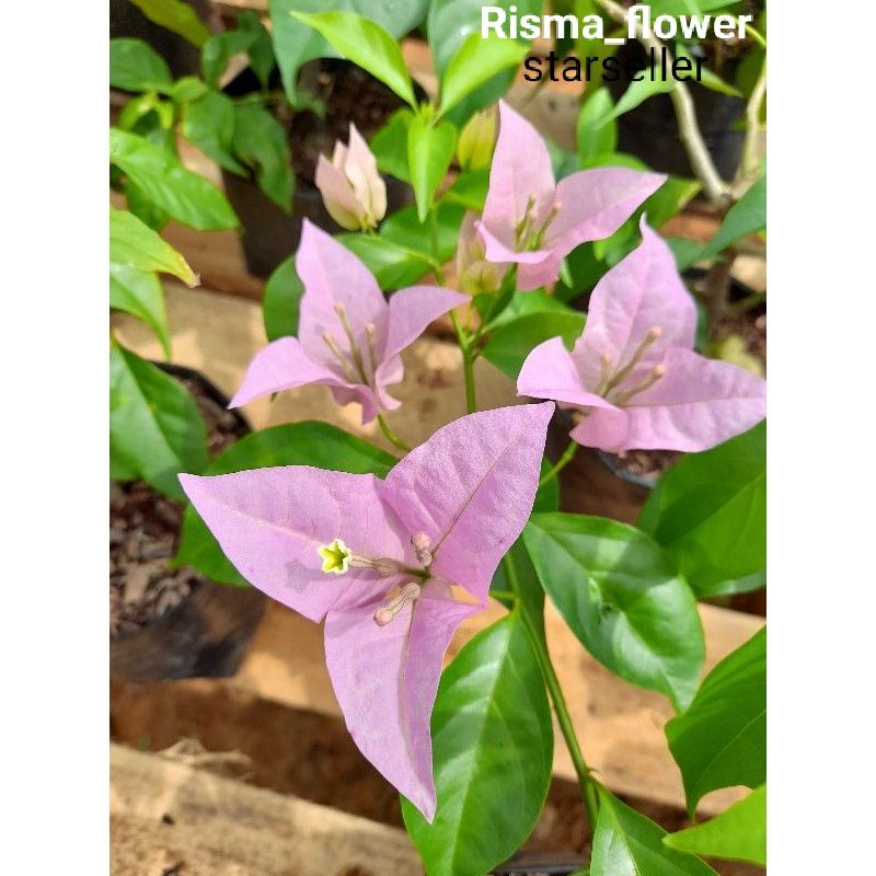 POHON BOUGENVILLE UNGU BANGKOK/TANAMAN HIAS BOUGENVILLE UNGU BANGKOK