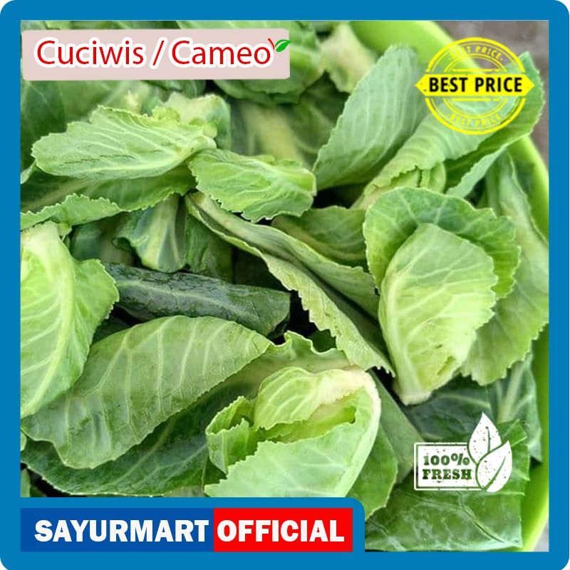

Ceciwis / Ciwis / Cameo [1 pack]