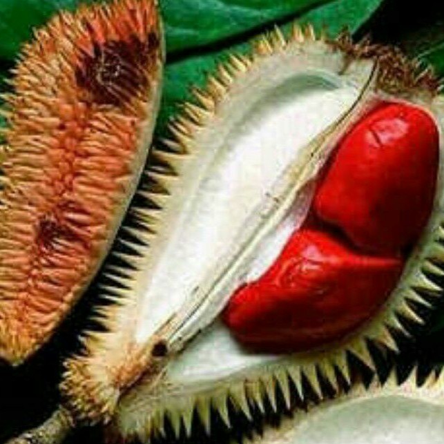 Bibit Durian Merah Kaki 3 Super Bisa Tabulampot