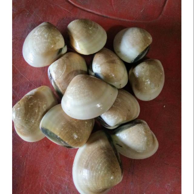 

KERANG TAHU/KEPA HIDUP SEGAR 1KG