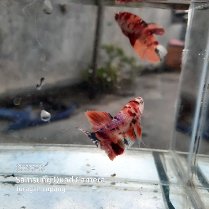 SEPASANG CUPANG PLAKAT MULTICOLOR FULLBLOK GRADE