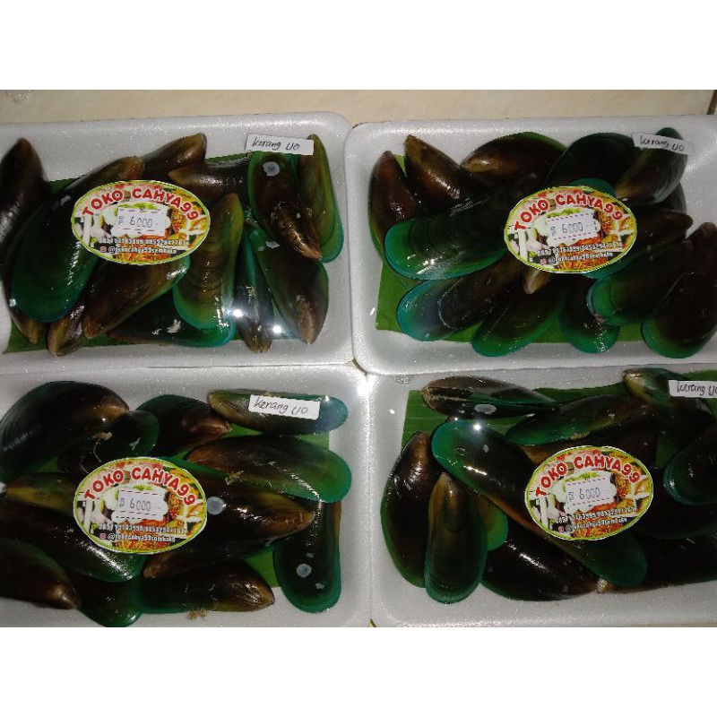 

kerang ijo kualitas terbaik dijual / pck