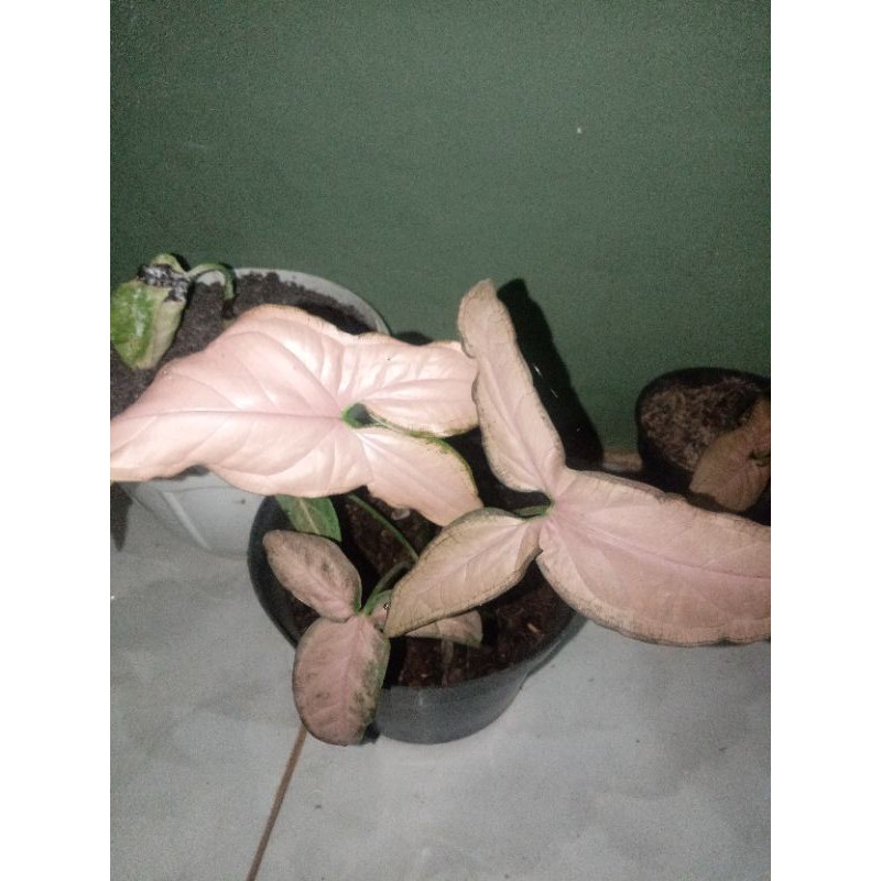 Pohon hias singhonium pink - Tanaman hias rambat - tanaman hias pot gantung murah