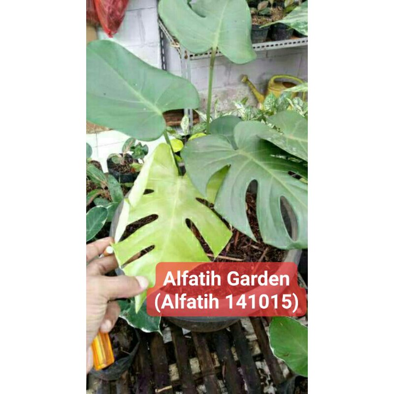 tanaman hias monstera deliciosa-Monstera Deliciosa-Deliciosa Tanaman Monstera Deliciosa-DELICIOSA