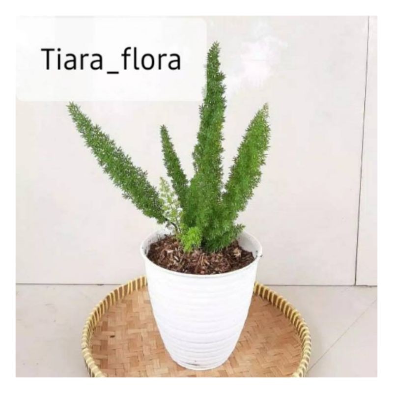 Tanaman Hias Indoor Cemara Ekor Tupai - tanaman hias hidup - bunga hias - bunga hidup - tanaman outd