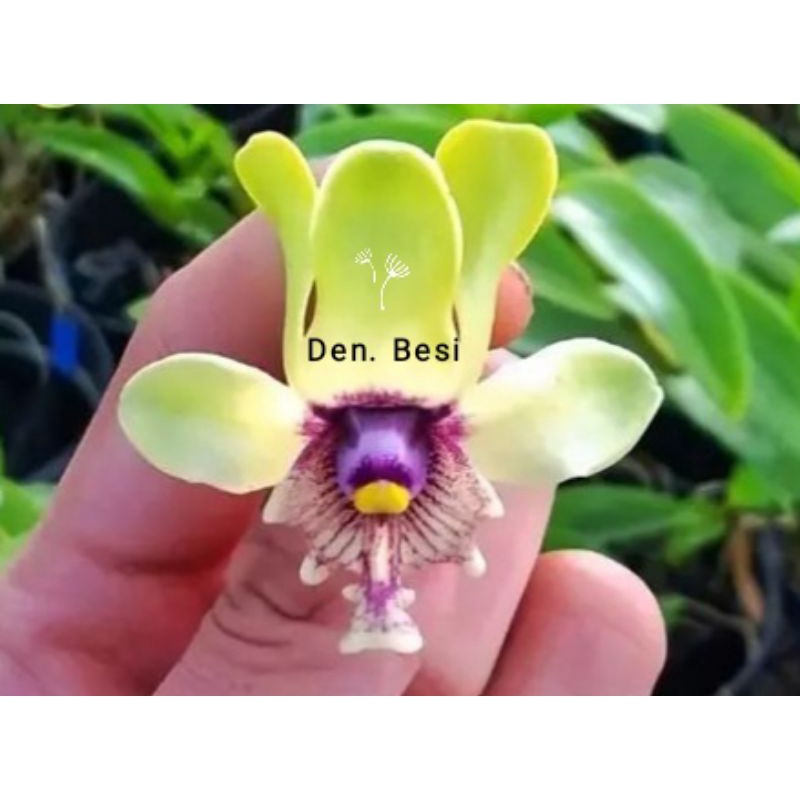 Bibit botolan anggrek Species Dendro Violaceoflavens (besi)