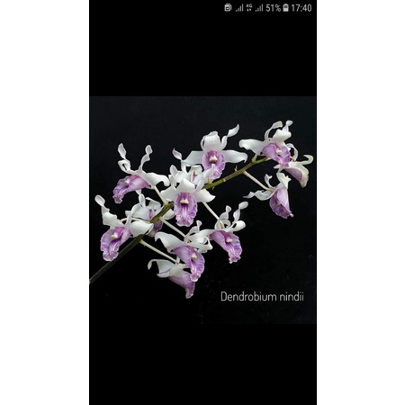 Dendrobium Nindii remaja