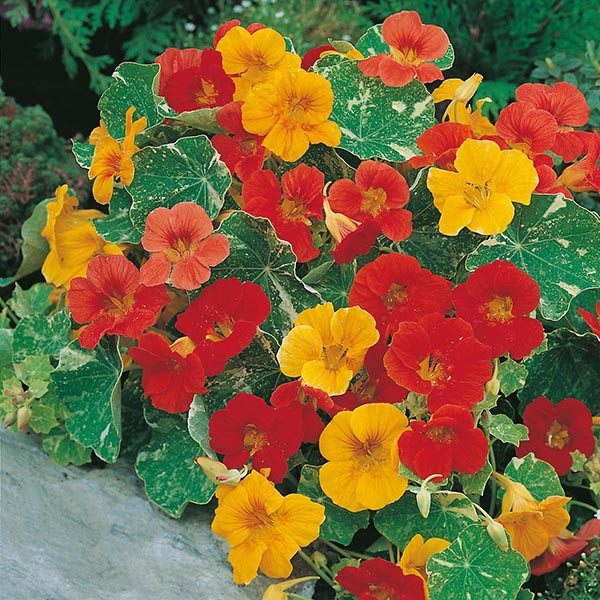 PAKET HEMAT - Benih Bunga Nasturtium 6 Varian Jenis Flower Seeds - Total 18 Biji