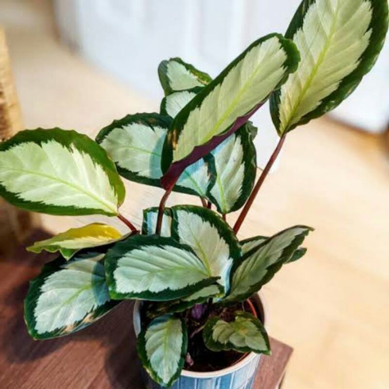 Jual Tanaman Hias Calathea Dark Star Bunga Chalatea Drack Star Hidup 