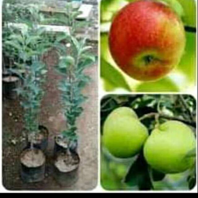 Bibit buah apel