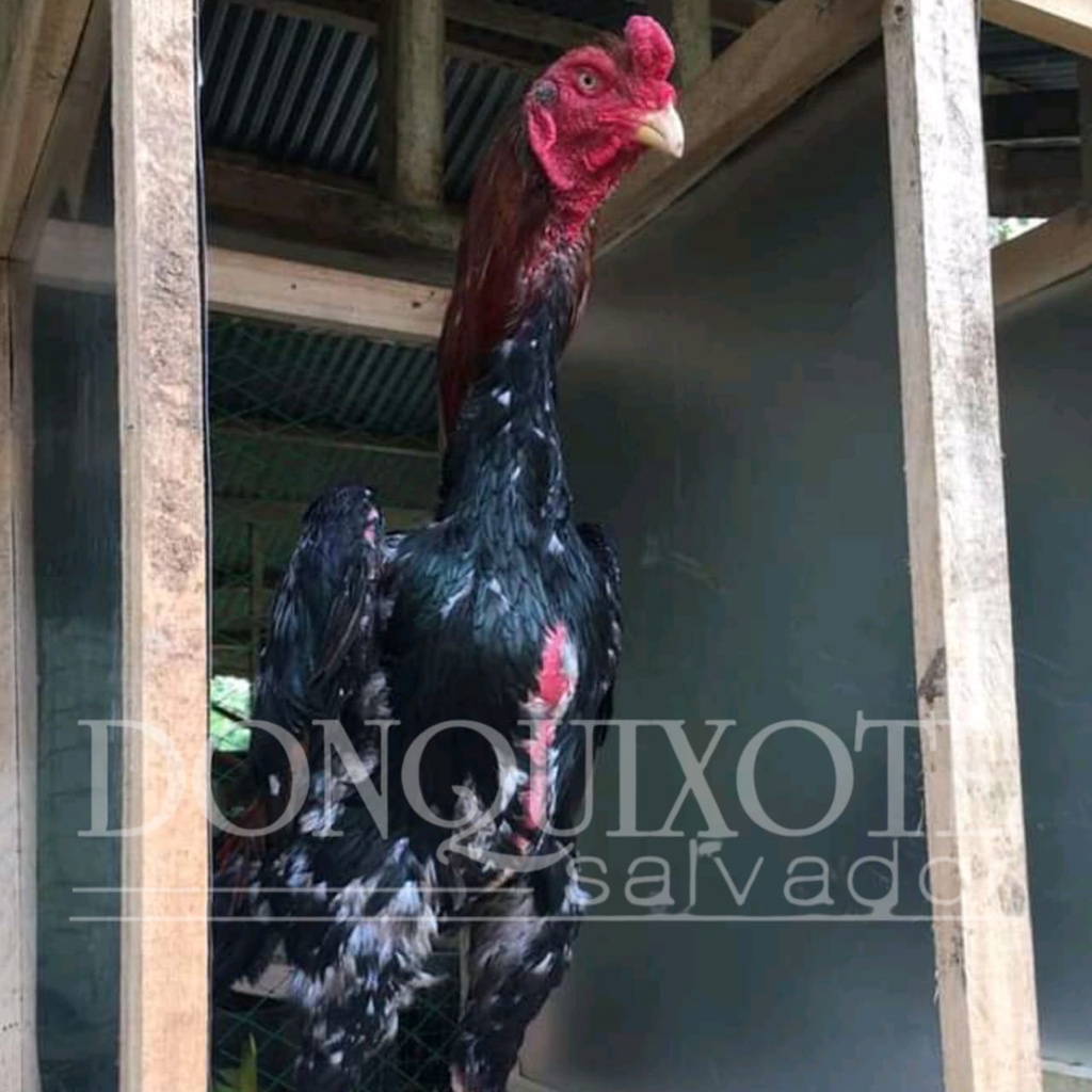 ayam bangkok shamo asli japan original