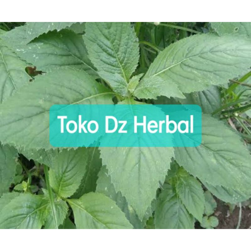 

Daun sintrong segar / Sayuran sintrong 1 kg