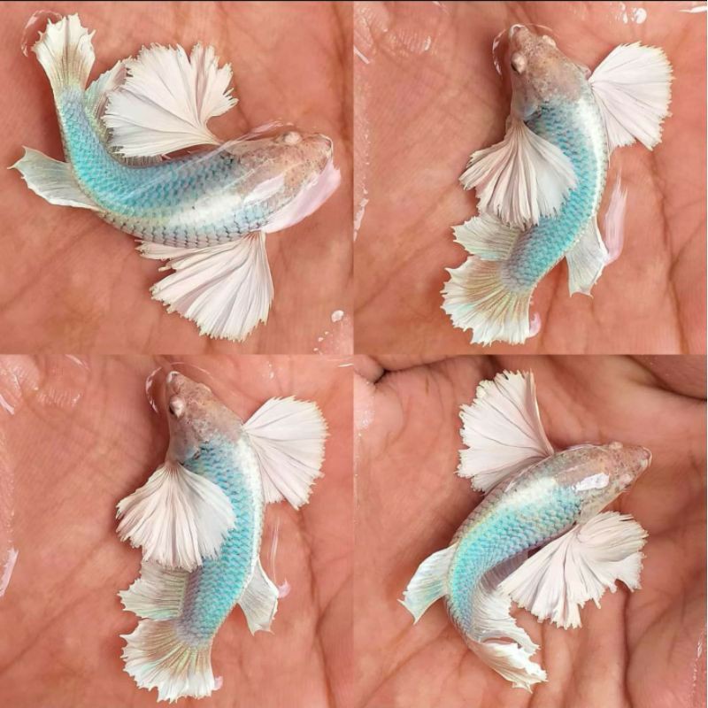 IKAN CUPANG DUMBO EAR