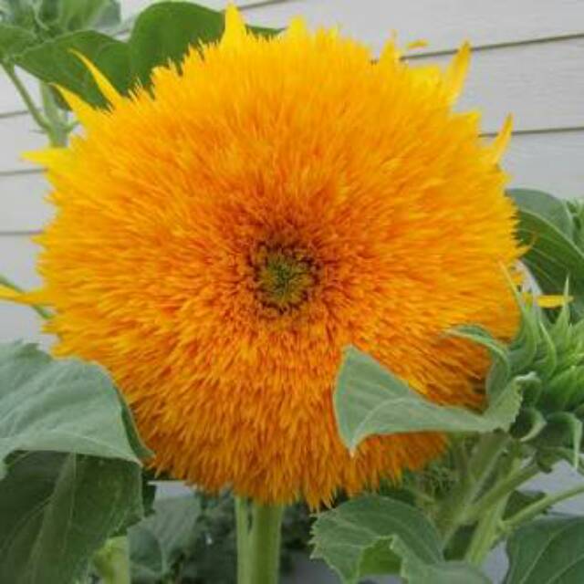 Benih Biji Sunflower Giant Sungold Bunga Matahari Shopee Indonesia