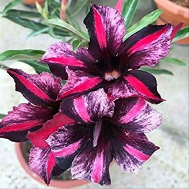 

Ready BIBIT KAMBOJA ADENIUM BUNGA TUMPUK