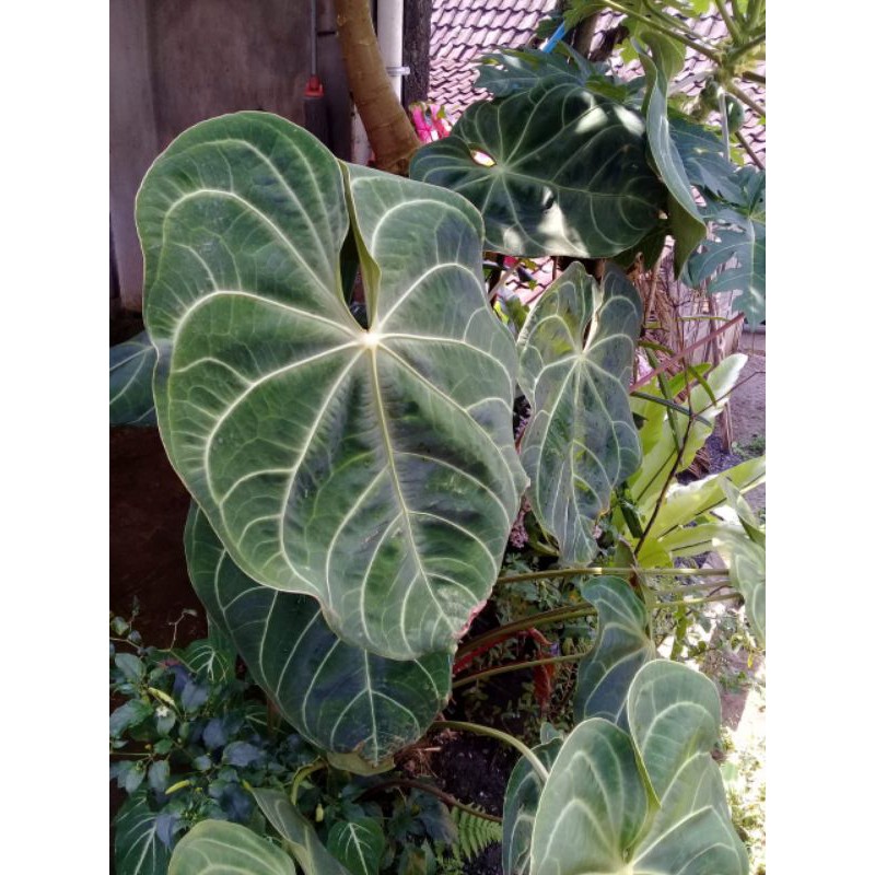 anthurium magnificum,anthurium magnifikum, kuping gajah magnificum, kuping gajah jumbo (foto asli)