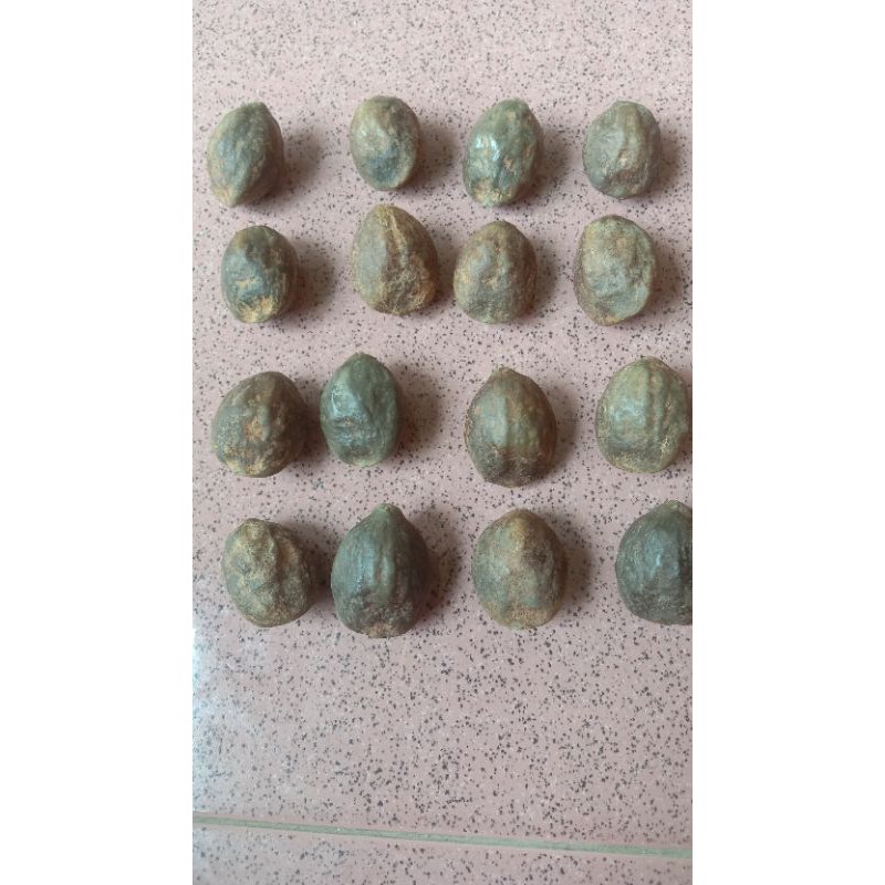 kemiri adu // Jawa wonosobo