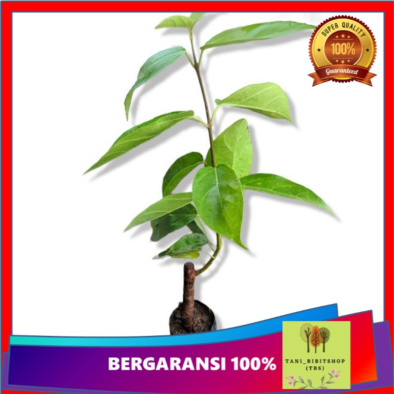 bibit cincau pohon cincau perdu cincau hijau bibit tanaman cincau