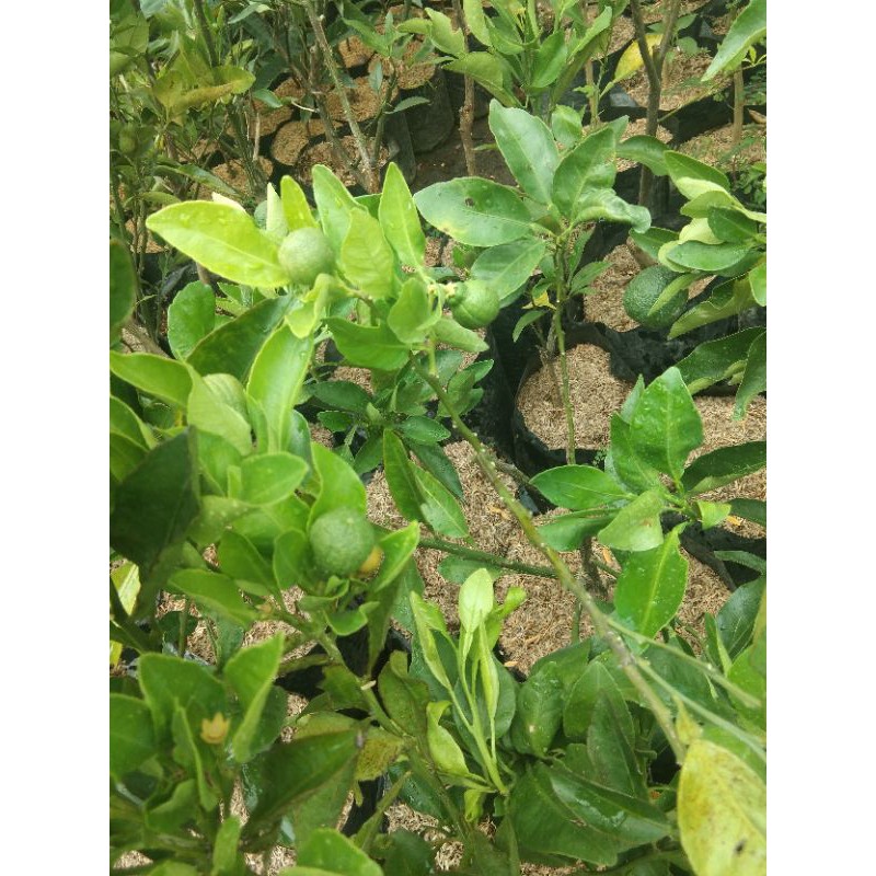 jeruk dekopon berbuah