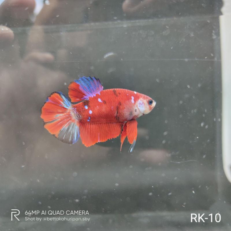 Realpict Ikan Hias Cupang Red Koi Galaxy Murah Cupang Betta RK-10
