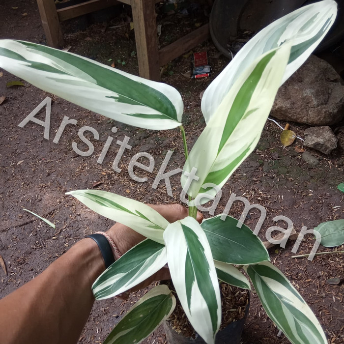 pohon heliconia varigata - pisang pisangan heliconia varigata