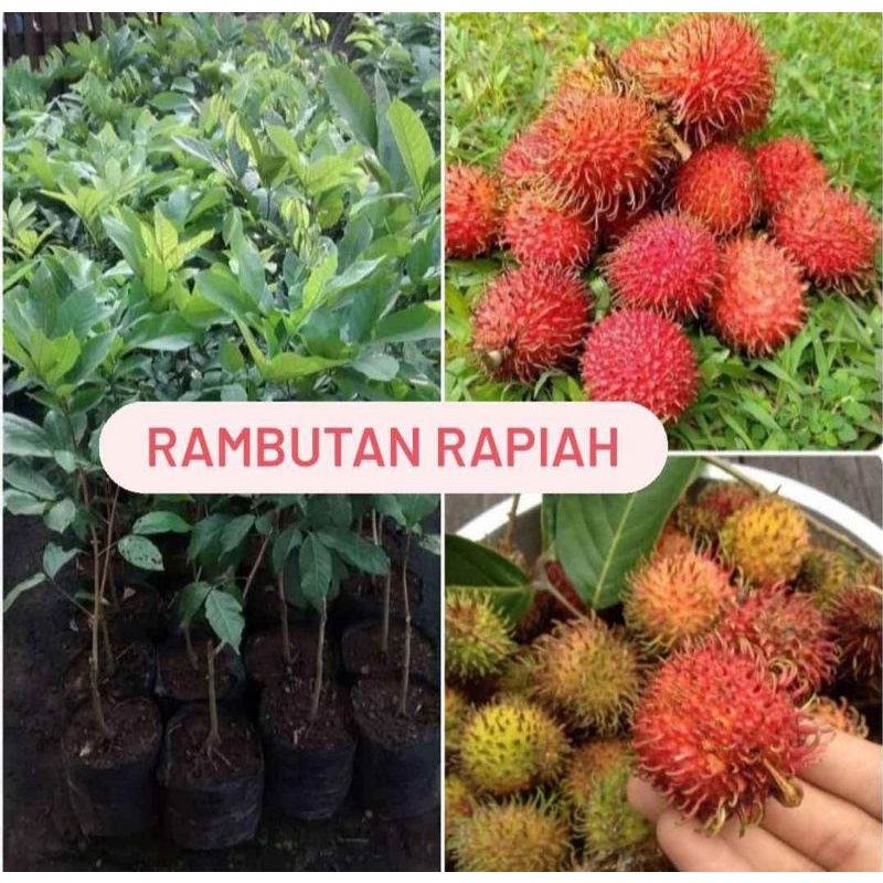 Bibit rambutan rapiah okulasi