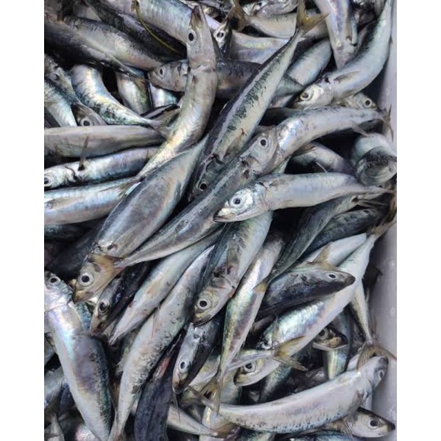 

ikan layang segar atau ikan deles laut