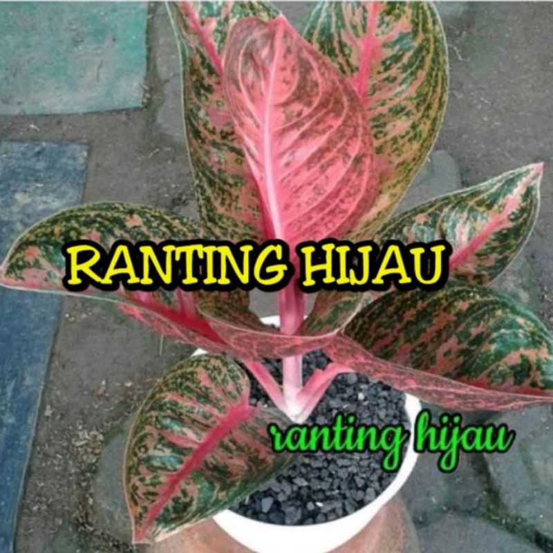 bunga aglonema Widuri bunga aglonema Widuri super