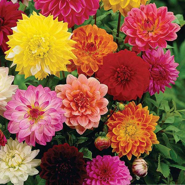 Benih-Bibit Bunga Dahlia Figaro Mix (Haira Seed)