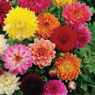 Benih Bibit Bunga  Dahlia  Figaro Mix Haira Seed Shopee  