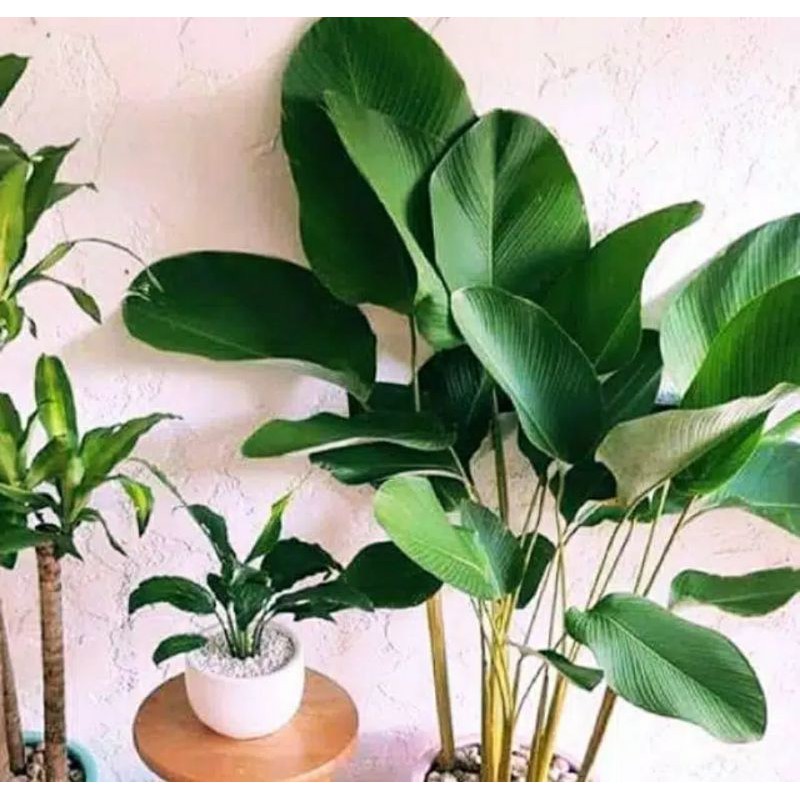 

[Fresh] TANAMAN HIAS PISANG HIAS PISANG KIPAS CHALATEA