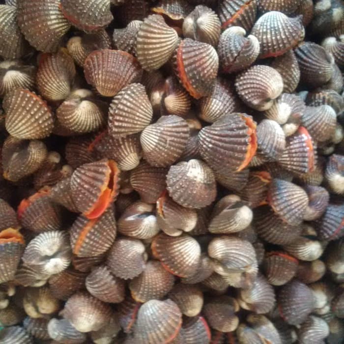 

Kerang Dara