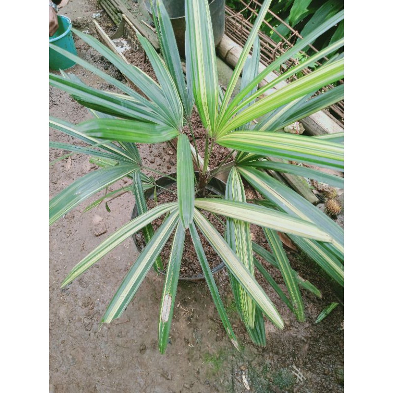 tanaman hias palem regu varigata