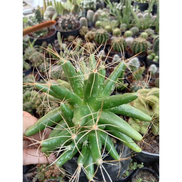 indukan kaktus bintang besar/kaktus ownroot