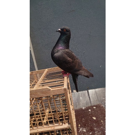 Burung dara Merpati kolong sepasang prospek trah Yap