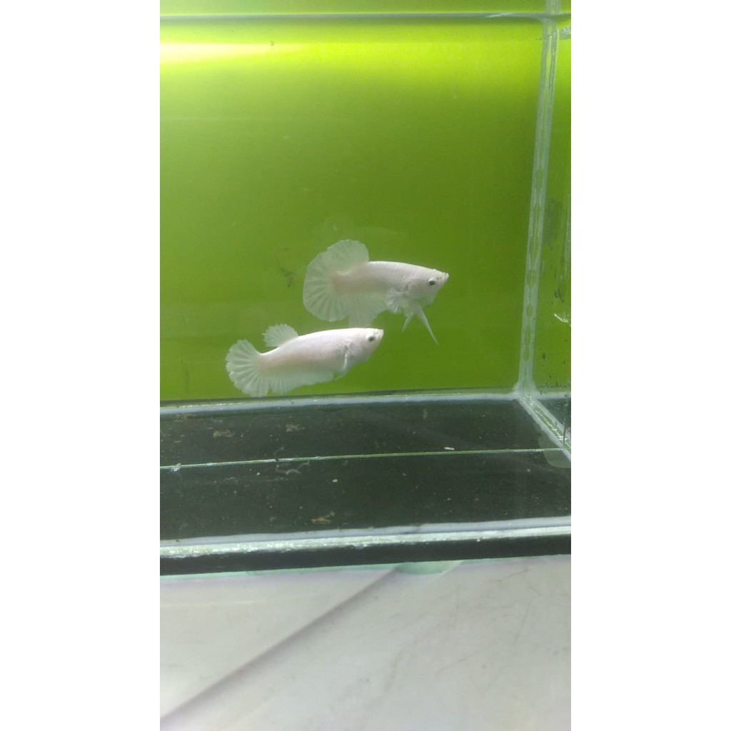 Paket breeding cupang Whiteplatinum 1 pair