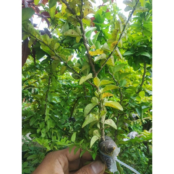 Bibit Bonsai Jeruk Kingkit Compacta kompakta