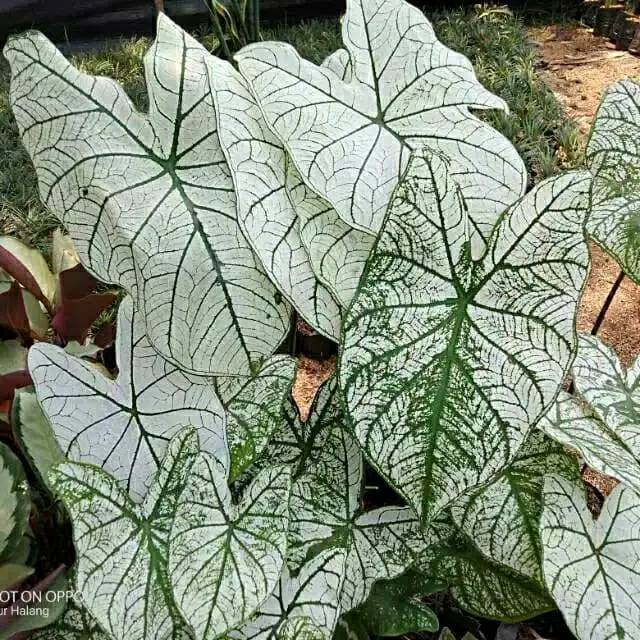 Tanaman hias keladi putih variegata - keladi variegata