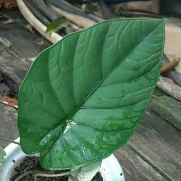Bonggol Alocasia Alokasia Melo Badak Asli Kalimantan