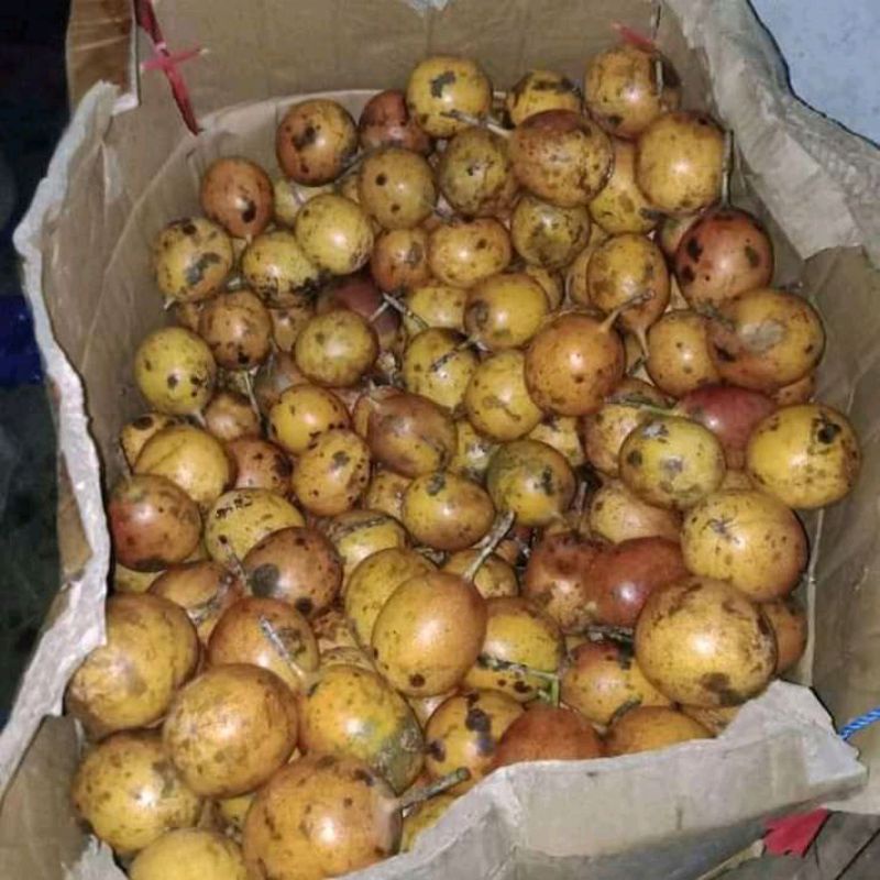 

Buah Konyal Segar/1kg pelancar pencernaan