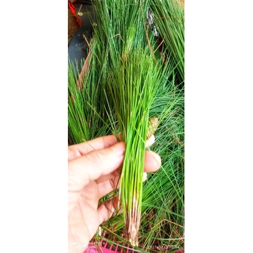 

daun pinus segar