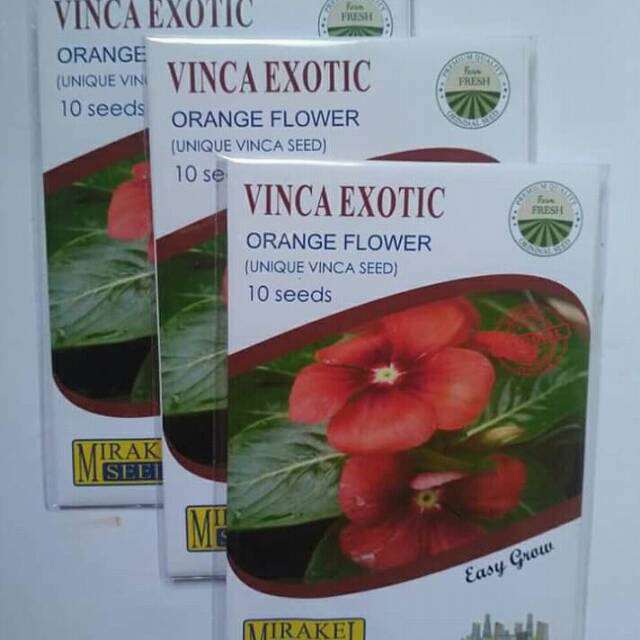 VINCA EXOTIC orange flower