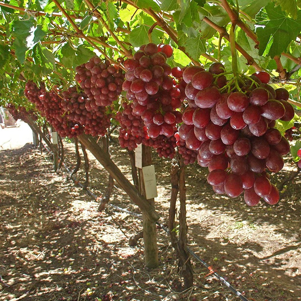 2 Benih Bibit Anggur Merah Tanaman Buah Anggur Red Grape Premium Super Import Unggul Berkualitas