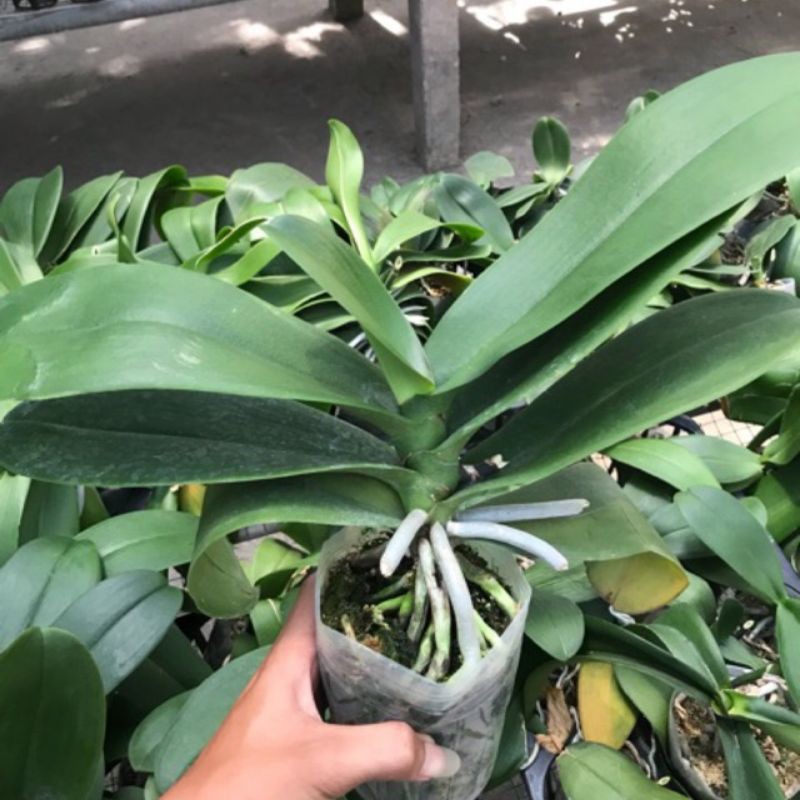 anggrek bulan remaja